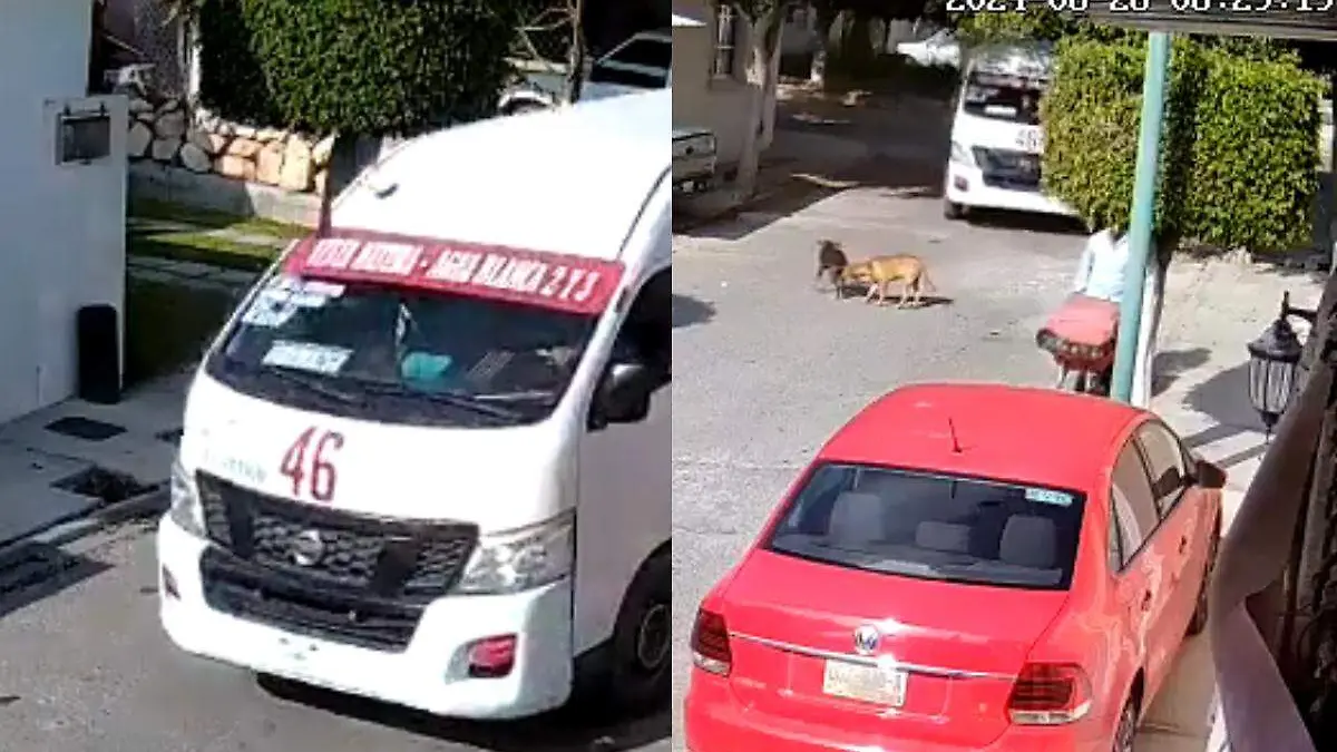 perro atropellado en Tehuacan